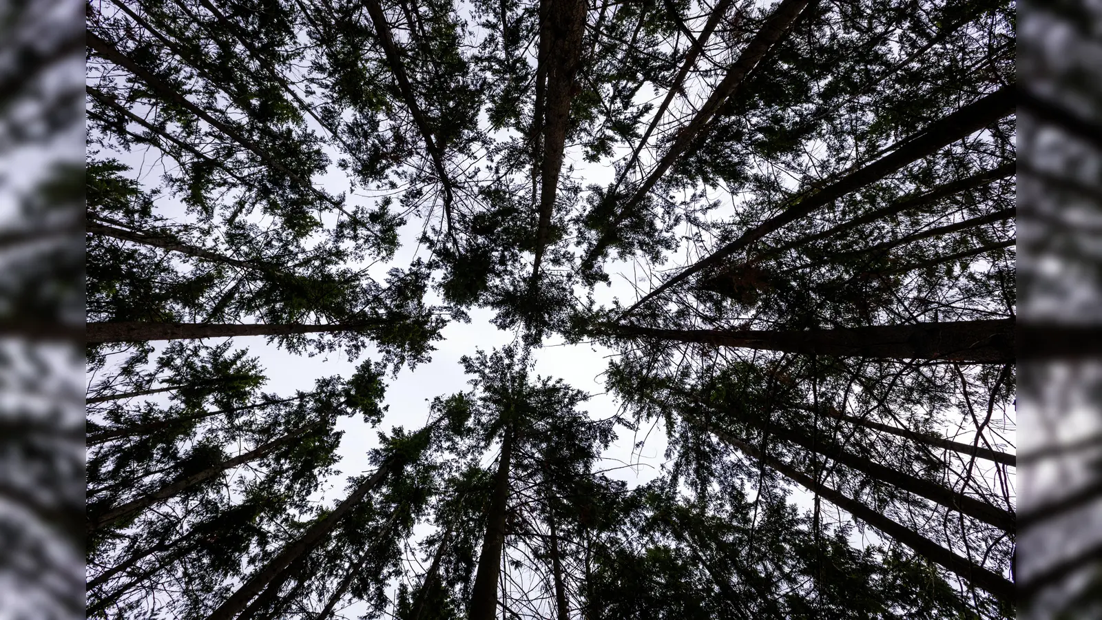 Wegen Waldarbeiten kann eine Straße zwischen Traßlberg und Ursulapoppenricht nicht befahren werden. (Symbolbild: Jens Büttner/dpa)