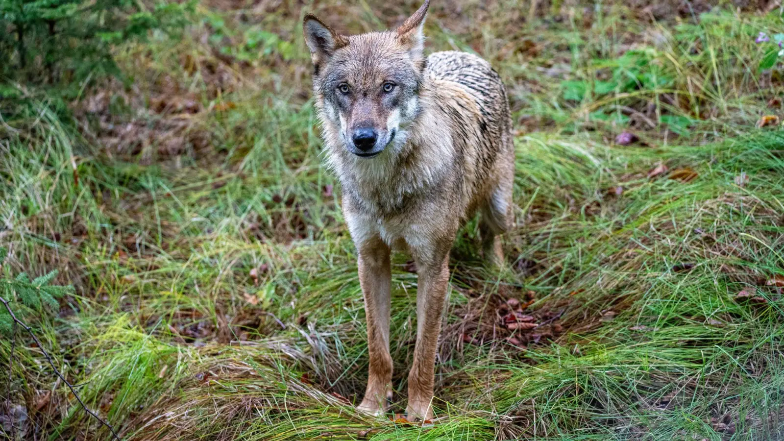 Bei einem in der Oberpfalz gefundenen Tierkadaver könnte es sich nach Polizeiangaben um einen Jungwolf handeln. (Symbolbild: Armin Weigel/dpa)
